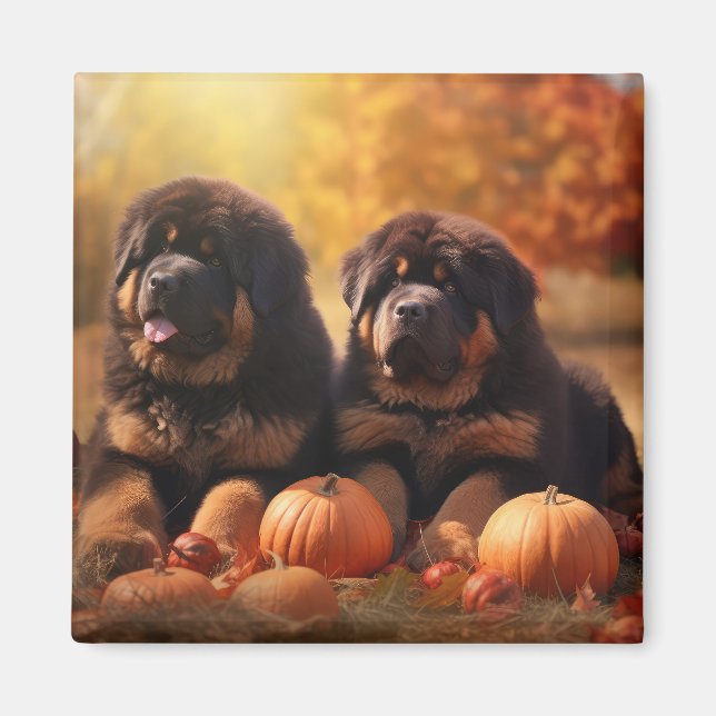 Imã Tibetano Mastiff Puppy Autumn Delight Pumpkin (Frente)
