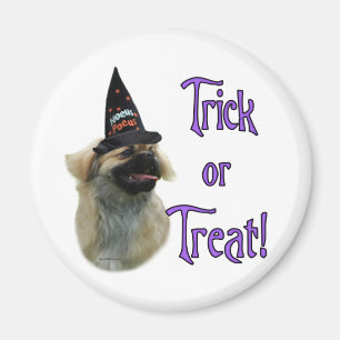 Imã Tibetano Spaniel Trick