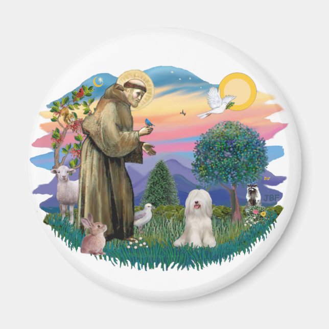 Imã Tibetano Terrier (branco) (Frente)