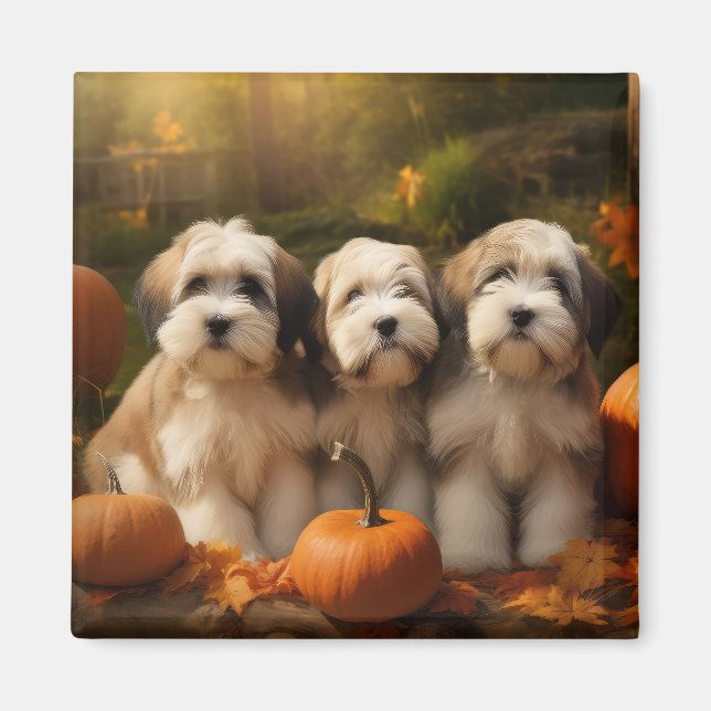 Imã Tibetano Terrier Puppy Autumn Delight Pumpkin (Frente)