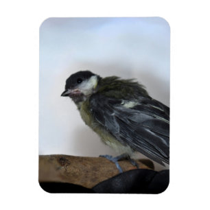 Ímã Tidi, meu Pássaro, o Parus Major