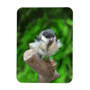 Ímã Tidi, meu Pássaro, o Parus Major