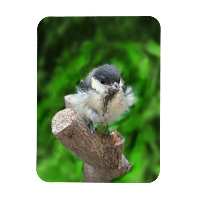 Ímã Tidi, meu Pássaro, o Parus Major (Vertical)
