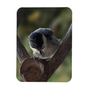 Ímã Tidi, meu Pássaro, o Parus Major