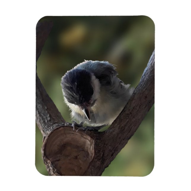 Ímã Tidi, meu Pássaro, o Parus Major (Vertical)