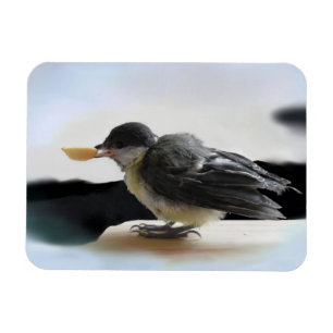 Ímã Tidi, meu Pássaro, o Parus Major