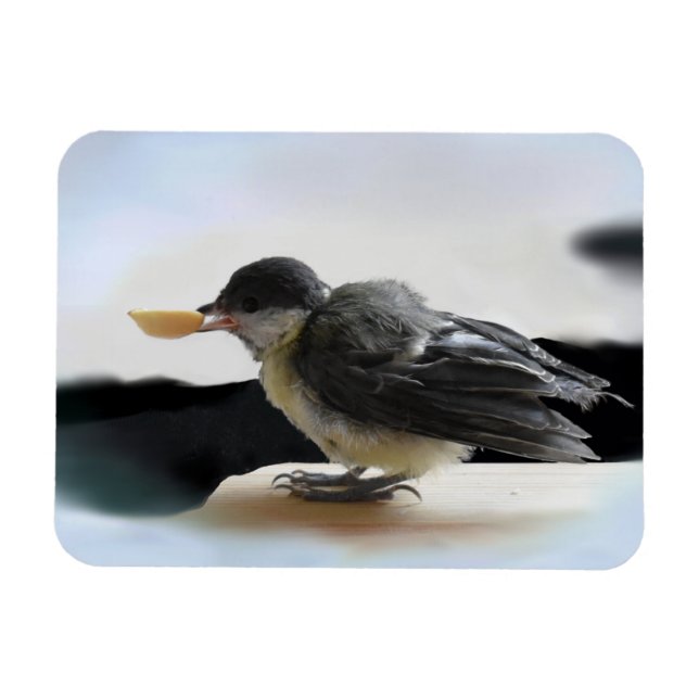 Ímã Tidi, meu Pássaro, o Parus Major (Horizontal)