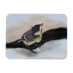 Ímã Tidi, meu Pássaro, o Parus Major