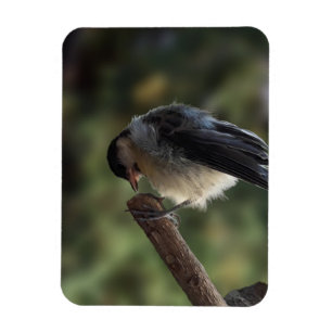 Ímã Tidi, meu Pássaro, o Parus Major