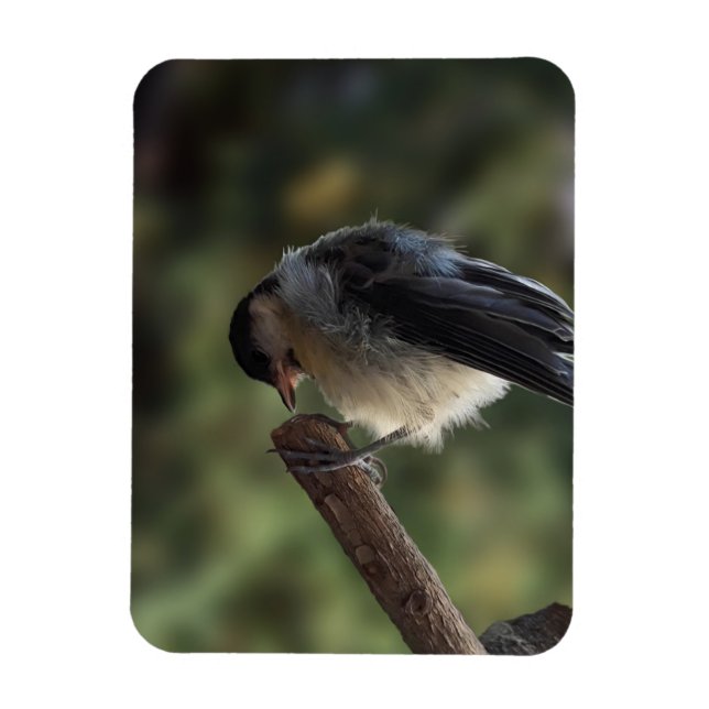 Ímã Tidi, meu Pássaro, o Parus Major (Vertical)