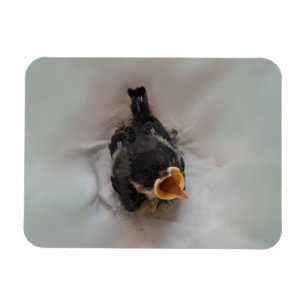 Ímã Tidi, meu Pássaro, o Parus Major