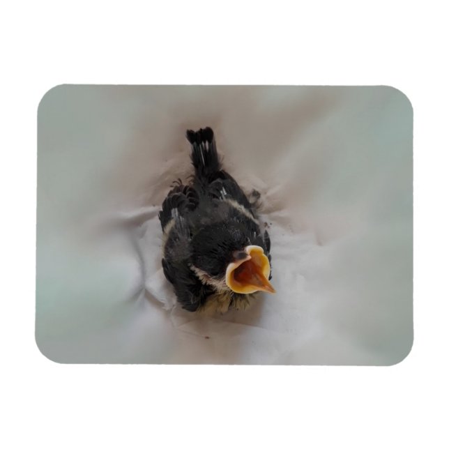 Ímã Tidi, meu Pássaro, o Parus Major (Horizontal)