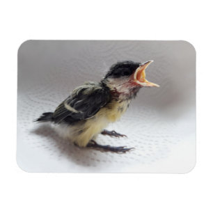 Ímã Tidi, meu Pássaro, o Parus Major