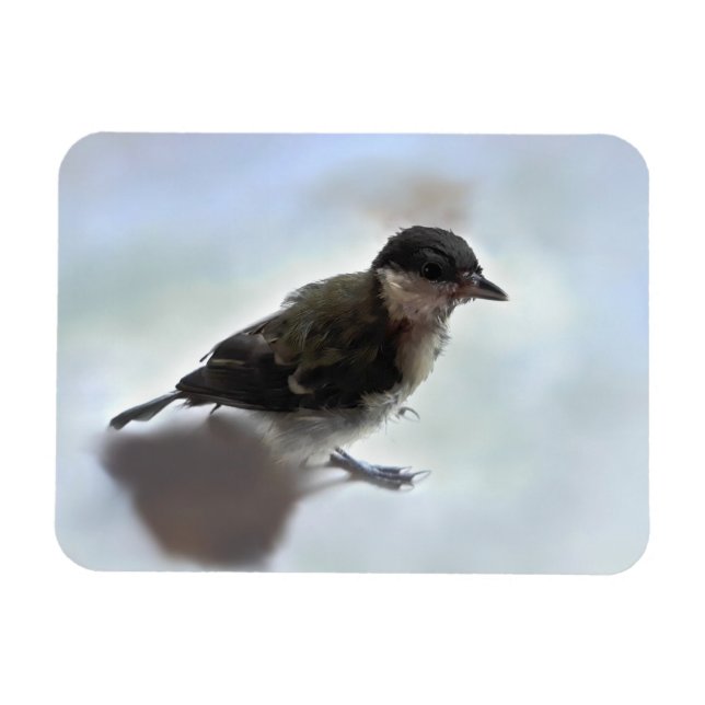 Ímã Tidi, meu Pássaro, o Parus Major (Horizontal)