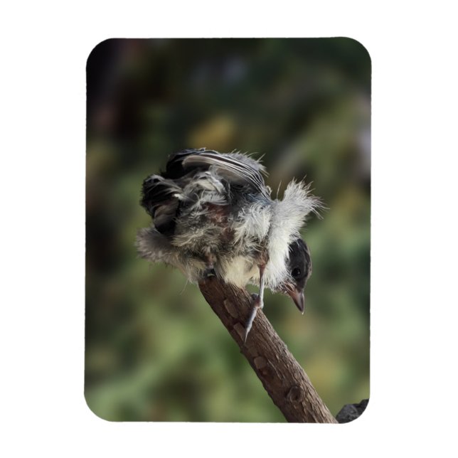 Ímã Tidi, meu Pássaro, o Parus Major (Vertical)