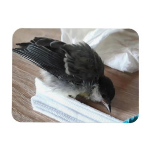 Ímã Tidi, meu Pássaro, o Parus Major