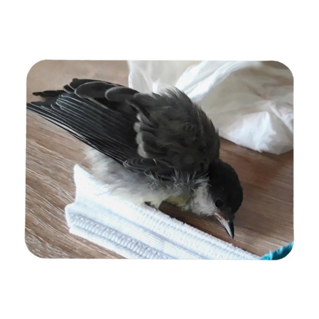 Ímã Tidi, meu Pássaro, o Parus Major (Horizontal)
