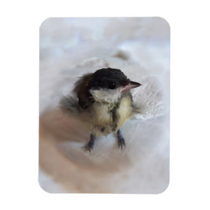 Ímã Tidi, meu Pássaro, o Parus Major