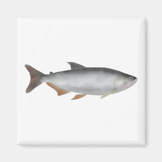 Imã Tiete tetra