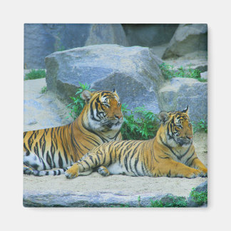 Imã Tiger Cat Animal Stripes Padrão Destino do Destino