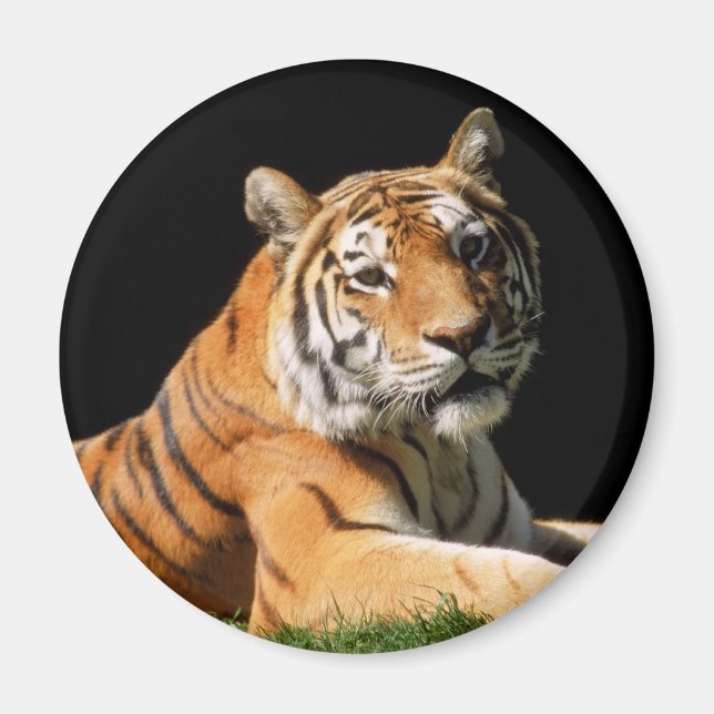 Imã Tiger Closeup (Frente)