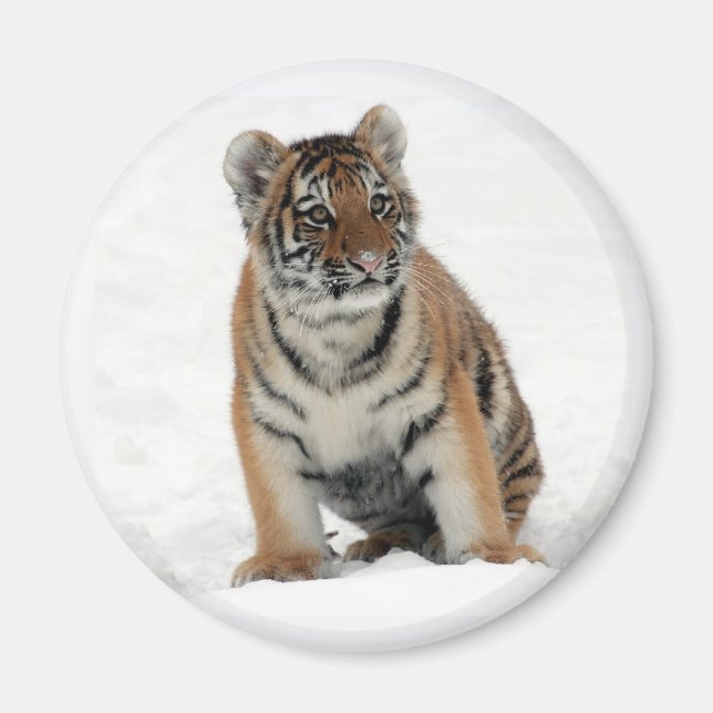 Imã Tiger Cub in the Snow Photo (Frente)