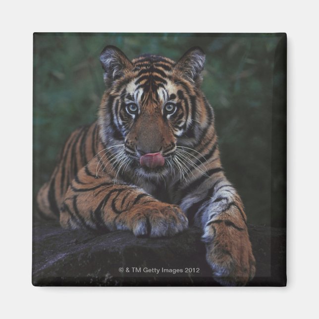 Imã Tiger Cub Reclama Rock (Frente)