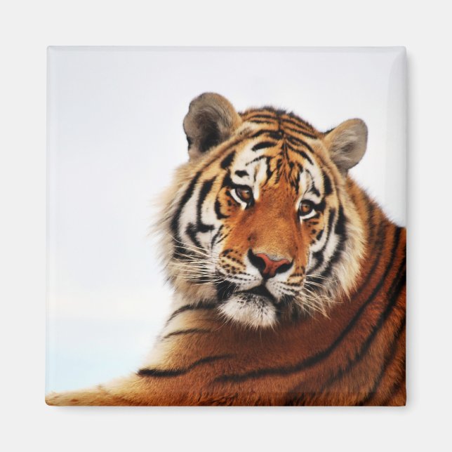 Imã Tiger glance sideways (Frente)