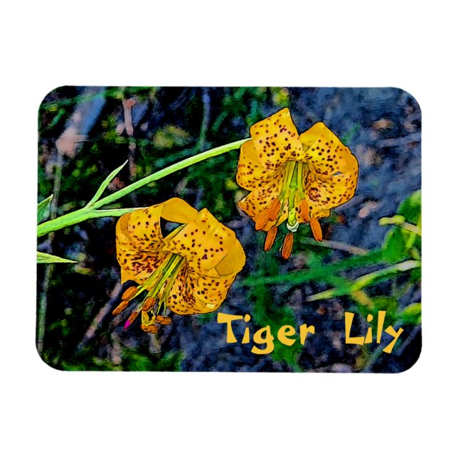Ímã Tiger Lily (Horizontal)