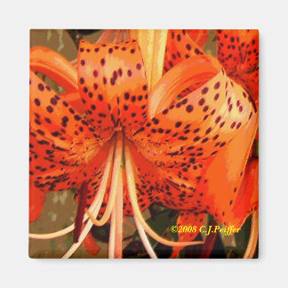 Imã 'Tiger Lily'