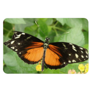 Ímã Tiger Longwing Butterfly Flexi Magnet