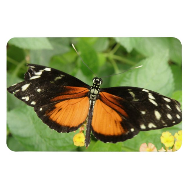 Ímã Tiger Longwing Butterfly Flexi Magnet (Horizontal)