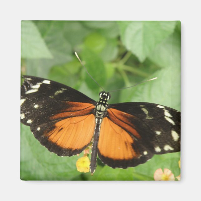Imã Tiger Longwing Butterfly Magnet (Frente)