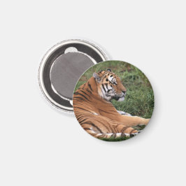 Imã Tiger Lounging Magnet
