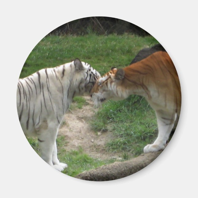 Imã Tiger Love (Frente)