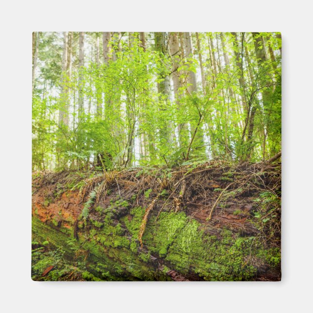 Imã Tiger Mountain | Issaquah, Estado de Washington (Frente)