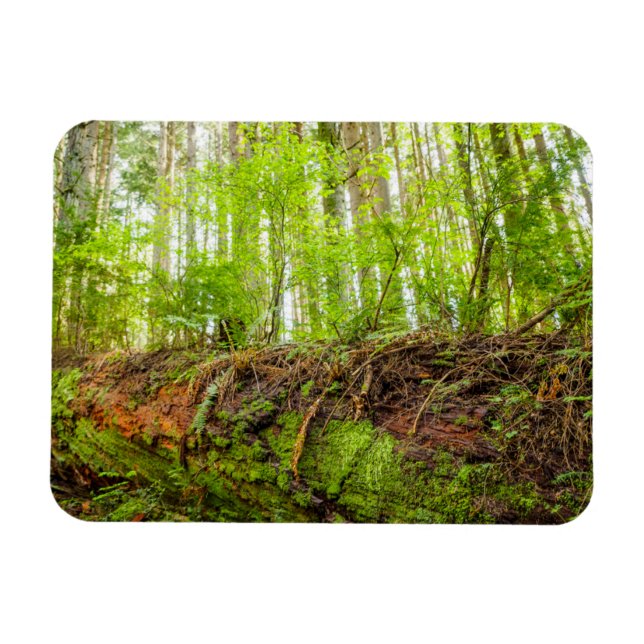Ímã Tiger Mountain | Issaquah, Estado de Washington (Horizontal)
