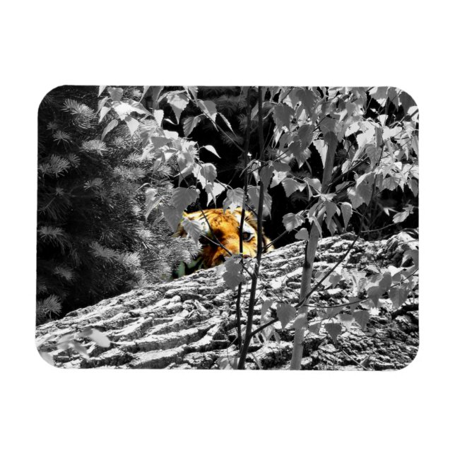Ímã Tiger Peek-a-boo - Magnet flexível (Horizontal)