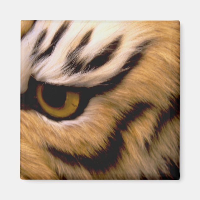 Imã Tiger Photo Square Magnet (Frente)