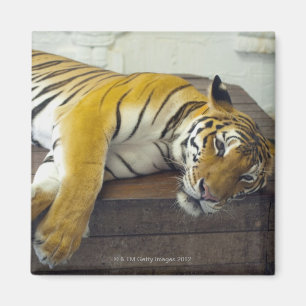 Imã Tiger, Samui, Tailândia