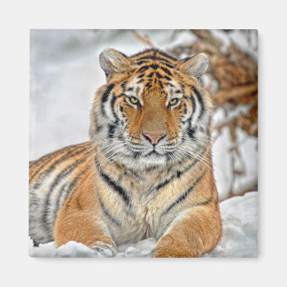 Imã Tiger Snow Magnet