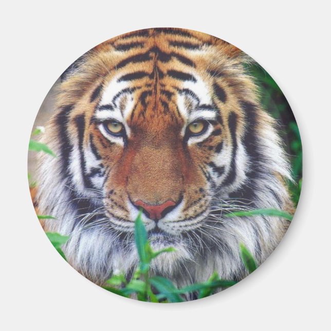 Imã Tiger Stare (Frente)