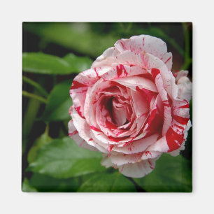 Imã Tiger Stripes Rosa