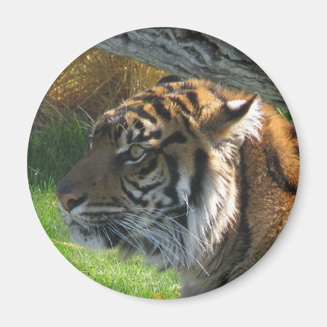 Imã Tiger Tiger (Frente)