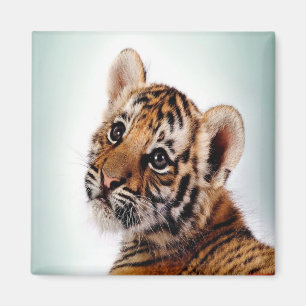 Imã Tigre