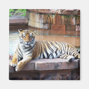 Imã Tigre