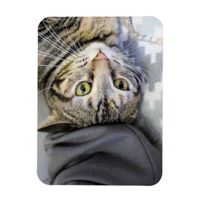 Ímã Tigre (Vertical)