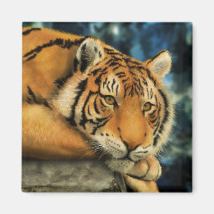 Imã Tigre