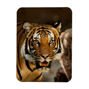 Ímã Tigre