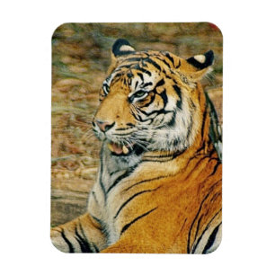 Ímã Tigre